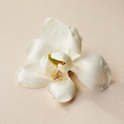 Chloé Atelier des Fleurs Magnolia Alba Eau de Parfum